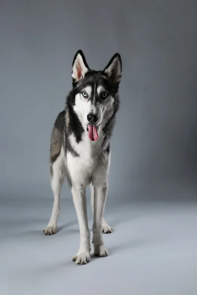 Husky Young op grijs — Stockfoto