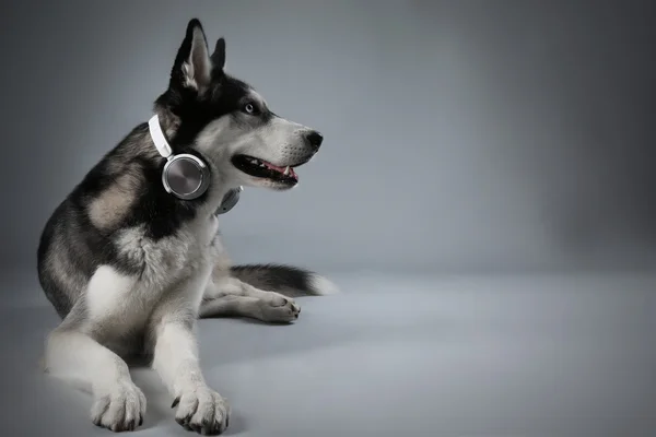 Husky jovem em fones de ouvido — Fotografia de Stock