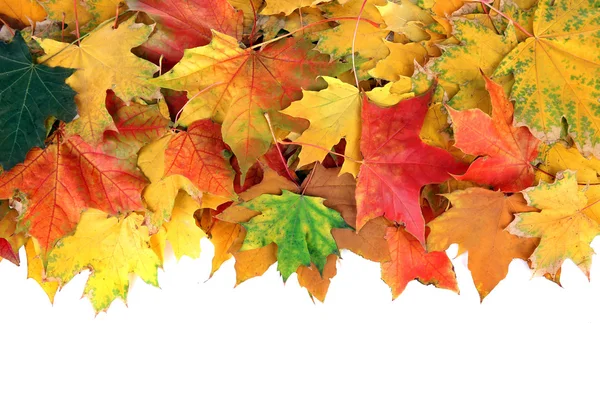 Foglie d'acero autunnale — Foto Stock