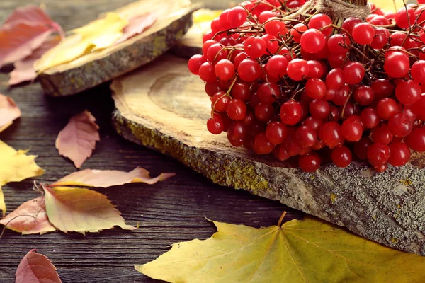 Stelletje viburnum en kleurrijke bladeren — Stockfoto