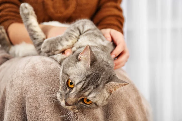 Frau mit schöner grauer Katze — Stockfoto
