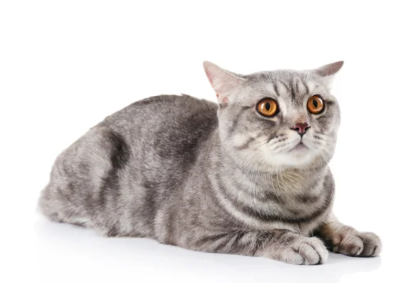 Beautiful grey cat — Stock Photo, Image