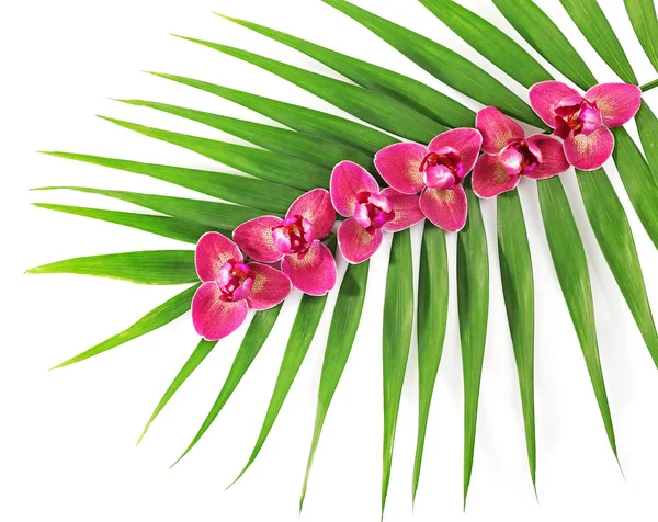 Orchid blommor och palmblad, isolerad på vit — Stockfoto