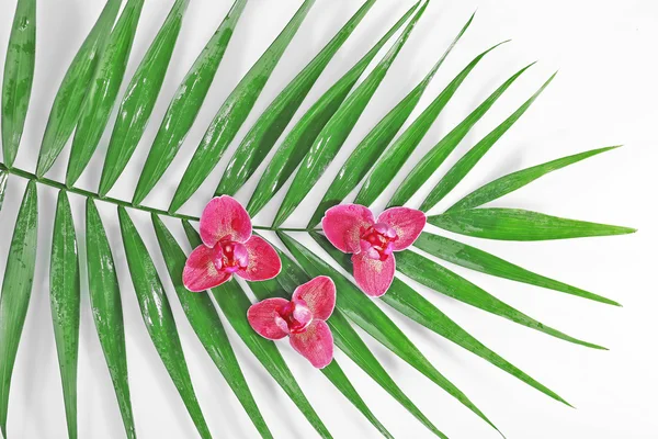 Flores de orquídeas e folhas de palma, isoladas sobre branco — Fotografia de Stock