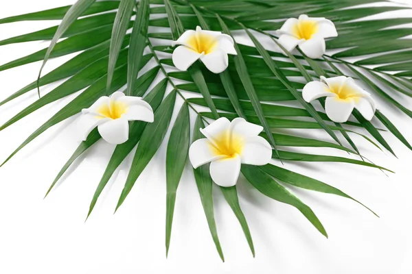 Plumeria květiny a palmového listí, closeup — Stock fotografie