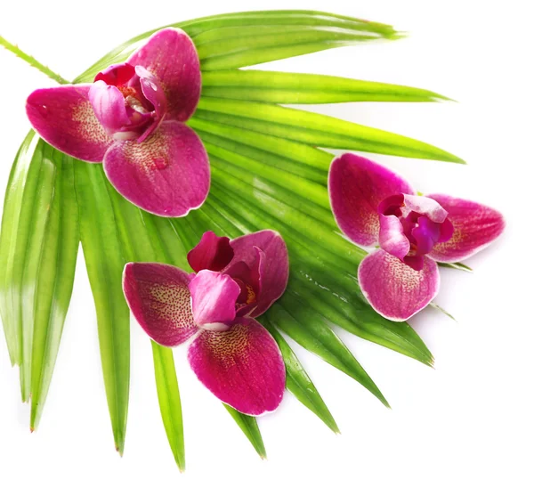 Flores de orquídea y hojas de palmera, aisladas en blanco — Foto de Stock