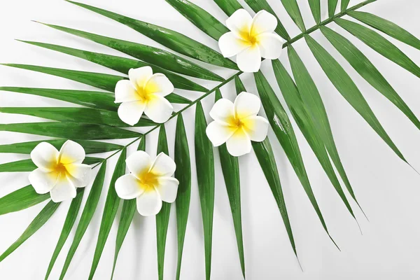 Plumeria Blumen und Palmblätter, Nahaufnahme — Stockfoto