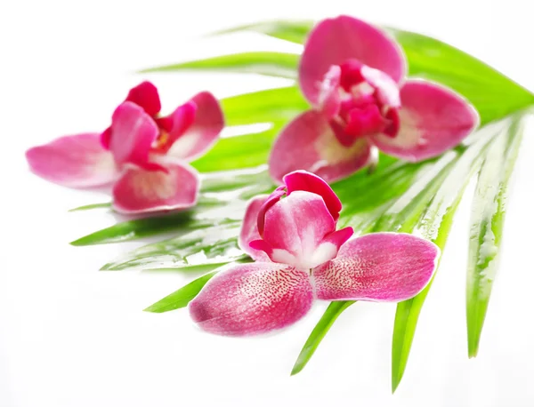 Flores de orquídea y hojas de palmera, aisladas en blanco —  Fotos de Stock