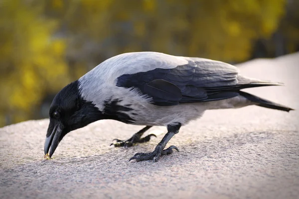 Corvo no parque, close-up — Fotografia de Stock