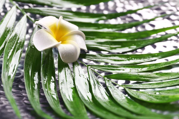 Frangipani-Blüte auf Palmblättern — Stockfoto