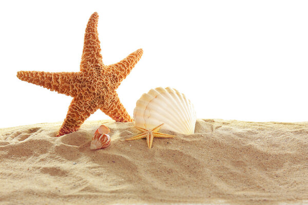 Sea star and shells on sand