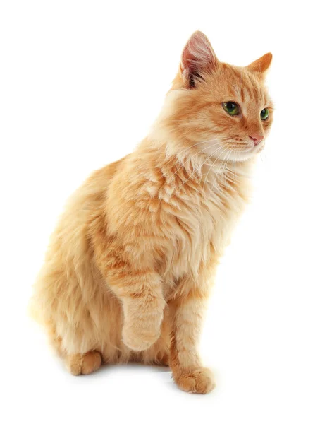 Fluffy gatto rosso isolato — Foto Stock