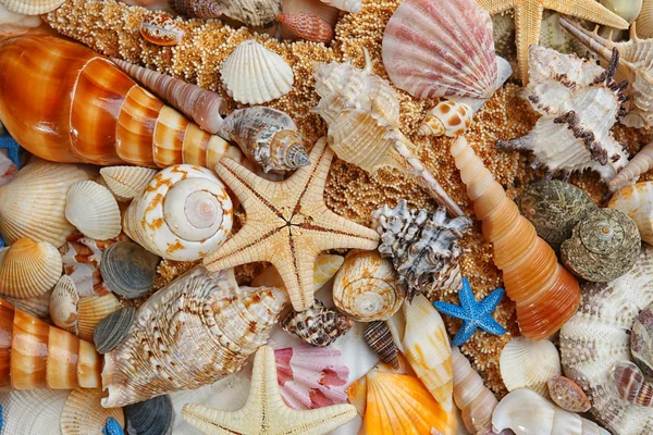 海贝壳背景 — 图库照片
