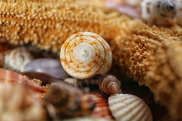 Deniz yıldızı ve deniz kabuğu — Stok fotoğraf
