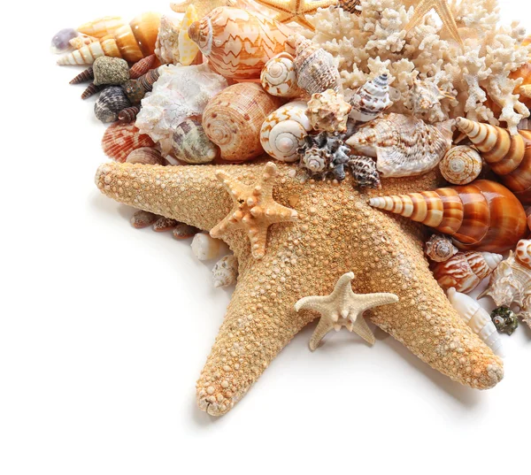 Krásné mořské mušle zblízka — Stock fotografie