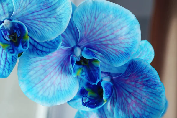 Flores azuis bonitas do orchid, close-up — Fotografia de Stock