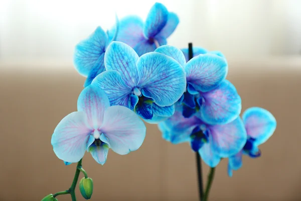 Beautiful blue orchid flowers in the room, close up — Stock Photo, Image