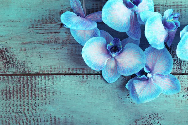 美丽的蓝色兰花花 — 图库照片