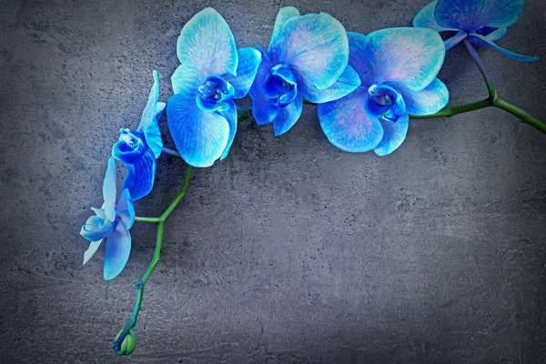 Gyönyörű kék orchidea virágok — Stock Fotó