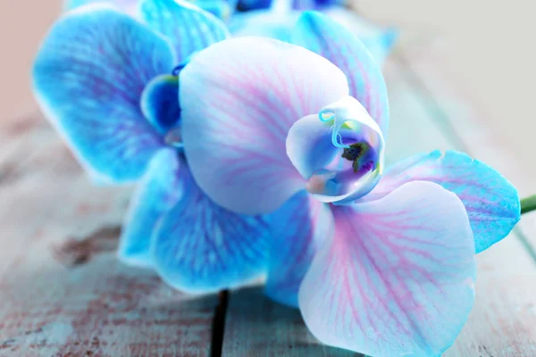 Lindas flores de orquídea azul — Fotografia de Stock