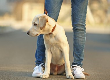 Sahibi ve oturma Labrador köpek City odaklanmamış arka plan üzerinde