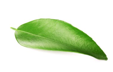 Ficus yaprak, üzerinde beyaz izole