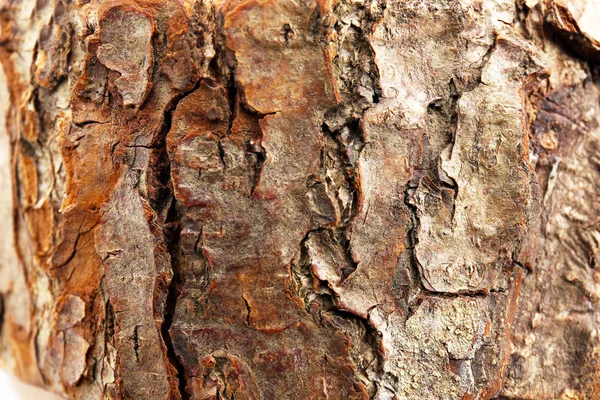 Textura de corteza de árbol, macro — Foto de Stock