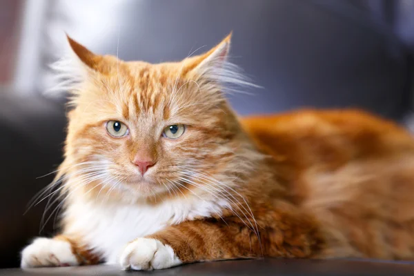 Пушистая красная кошка лежит на диване — стоковое фото