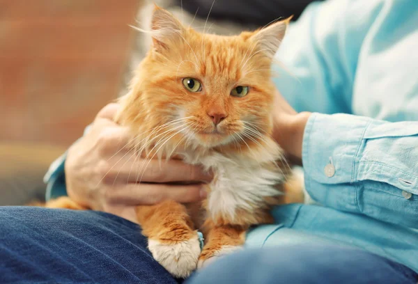 Sittande man innehar en fluffig röd katt — Stockfoto