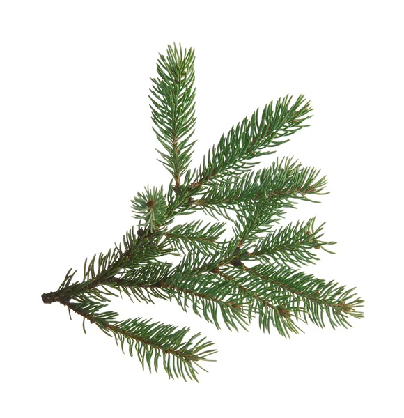 Groene fir tak — Stockfoto