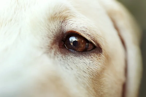 Kutya Labrador szem, makró — Stock Fotó