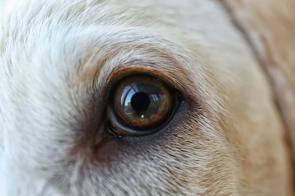 Olho de cão labrador, visão macro — Fotografia de Stock