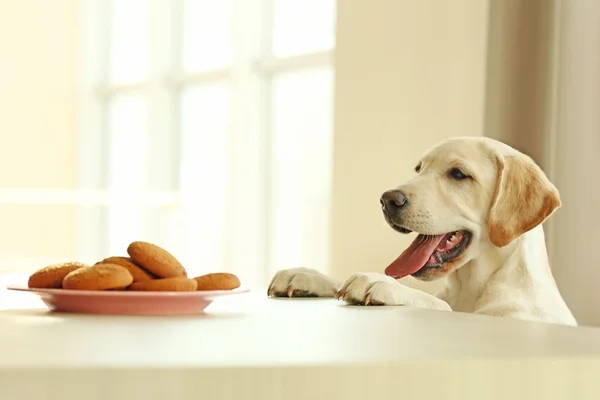 Cão bonito Labrador e biscoitos contra mesa de madeira em fundo desfocado — Fotografia de Stock