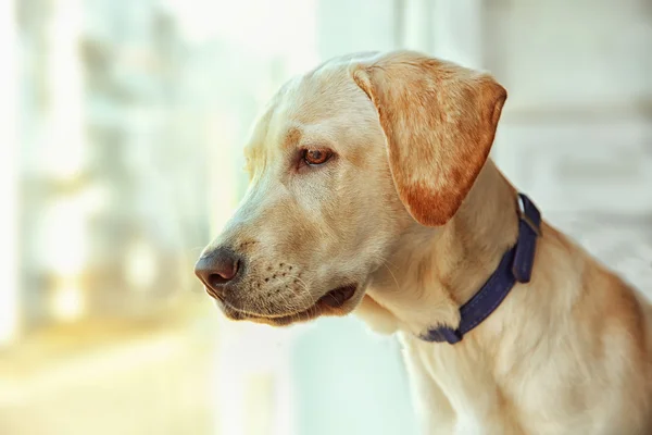 Söta Labrador hund tittar ut fönstret inne i huset — Stockfoto