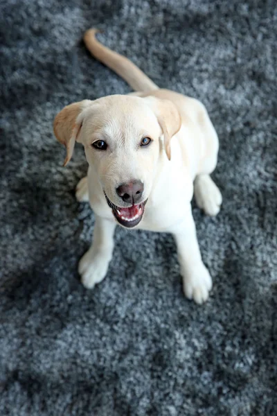 Niedlicher Labrador-Hund auf grauem Teppich, Nahaufnahme — Stockfoto