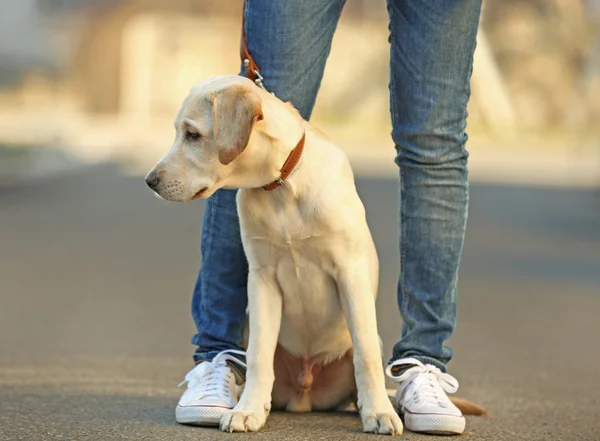 Besitzer und sitzender Labrador-Hund in der Stadt vor unkonzentriertem Hintergrund — Stockfoto