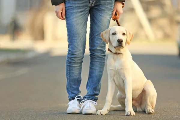 Owner and sitting Labrador dog in city on unfocused background