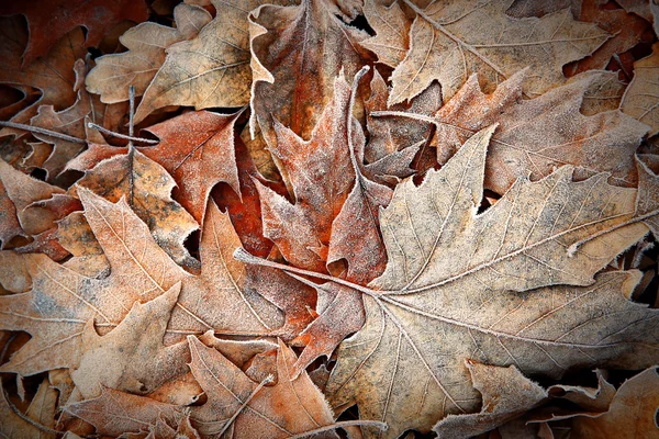 Foglie congelate da vicino — Foto Stock