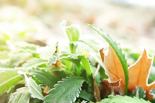 Erba congelata, da vicino. Sfondo naturale — Foto Stock