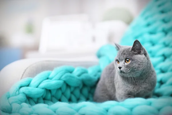 暖かい籐プラッド クローズ アップで休む猫 — ストック写真