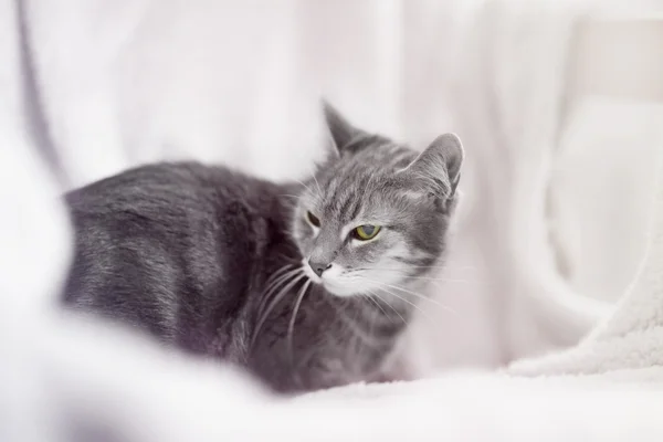Kat liggend op warme plaid binnenshuis — Stockfoto