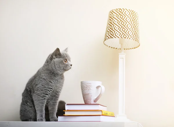 Кот сидит на деревянной полке со стопкой книг на фоне белой стены — стоковое фото