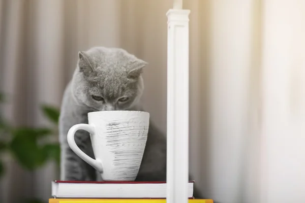 Katze sitzt auf Holzregal mit Bücherstapel vor verschwommenem Hintergrund — Stockfoto