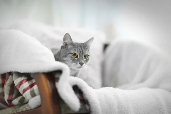 Gatto sdraiato su plaid caldo all'interno — Foto Stock