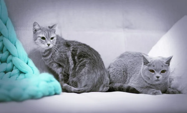 Zwei Katzen liegen auf Sofa drinnen — Stockfoto