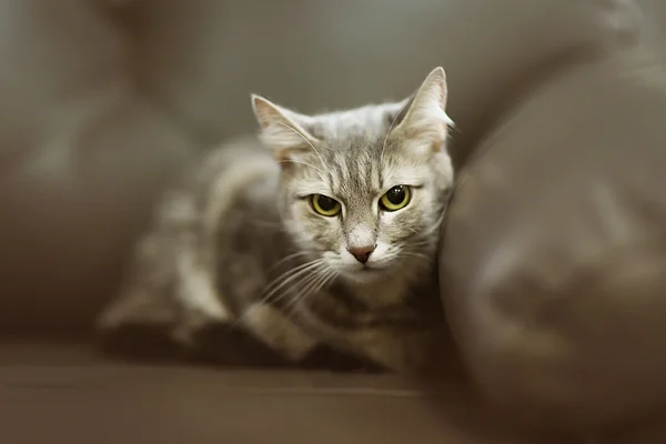 Серый кот на диване вблизи — стоковое фото
