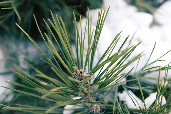 Snöiga pine trädgrenar, närbild — Stockfoto
