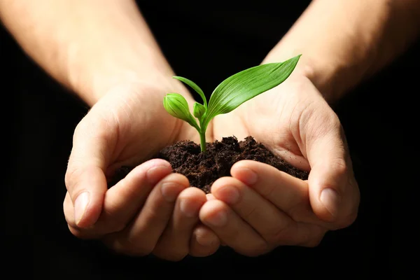 Male hands holding soil Stock Photo