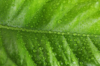 Damlacıkları closeup ile narenciye yaprak yeşil