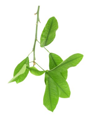 Yeşil narenciye yaprakları üzerinde beyaz izole